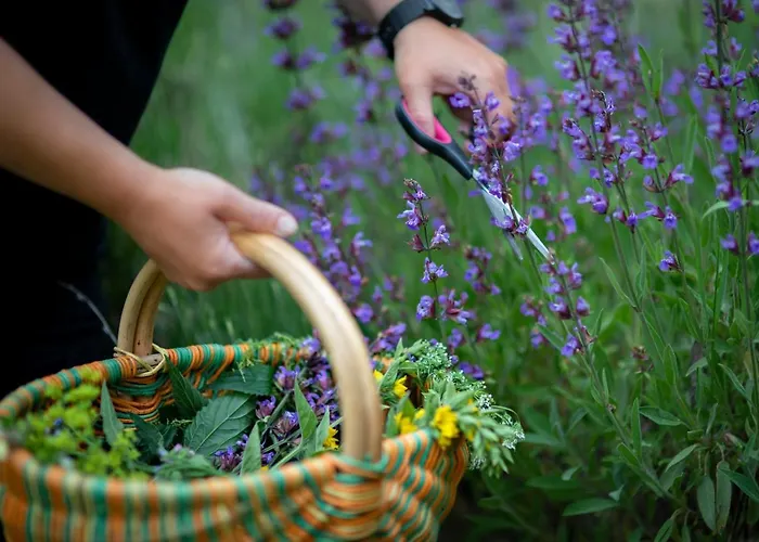 Forstmeister Schoenheide